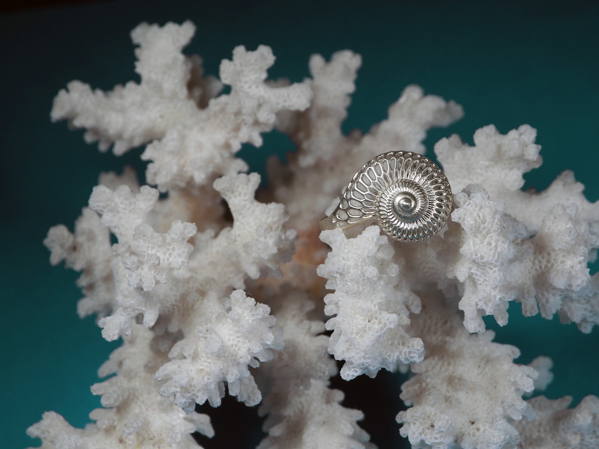 Silver Shell Ring Silver Shell Ring Small – Lynne MacLachlan Jewellery